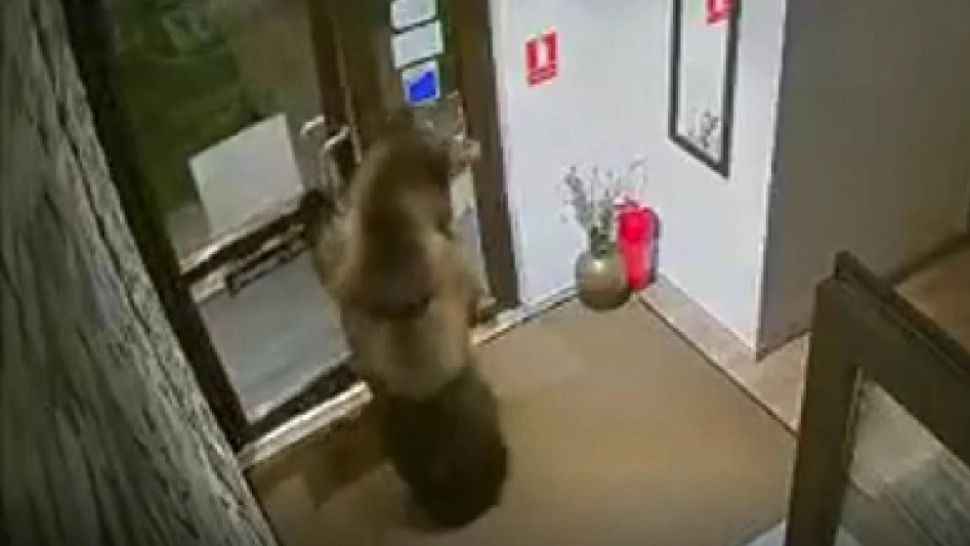 „Vizitator” neașteptat la o pensiune din Predeal. Urs filmat când intră singur, pe ușă, în recepție - VIDEO