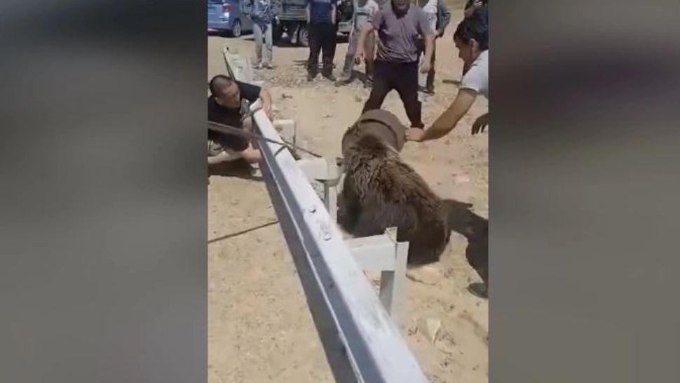 VIDEO – Un urs a rămas blocat cu capul într-un recipient – Imagini spectaculoase cu operațiunea de salvare