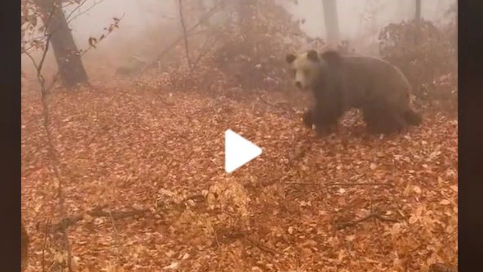 VIDEO – Un român a filmat momentul în care s-a întâlnit cu ursul în pădure – Reacția amuzantă a animalului a devenit virală pe TikTok