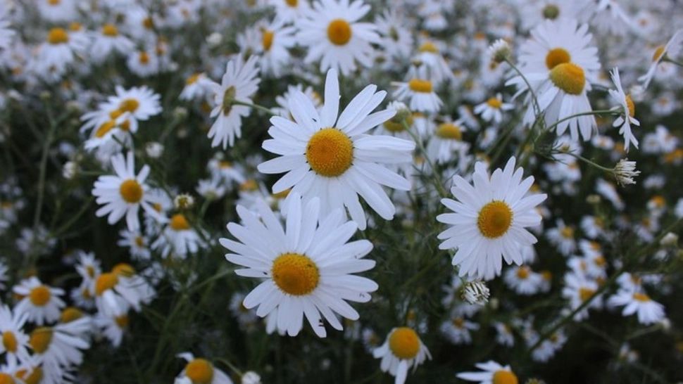 Prognoza meteo 22 iunie. Vreme ușor instabilă, temperaturile urcă la 29 de grade 