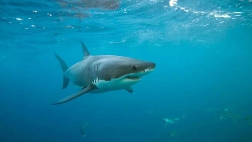 RECHIN alungat cu mopul lângă o plajă din Turcia, plină de copii - Imagini VIRALE - VIDEO