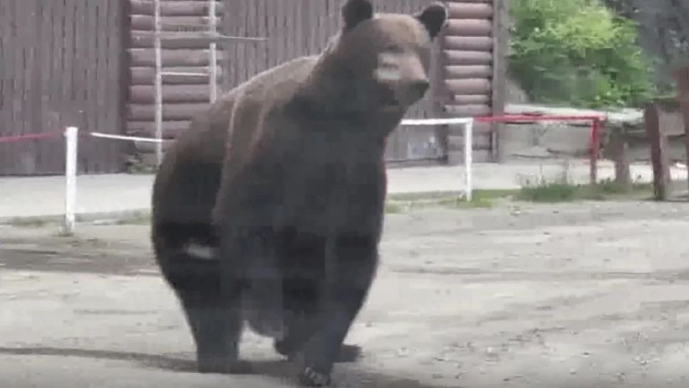 ALERTĂ la piscină! Urs printre turiști: unde s-a întâmplat asta