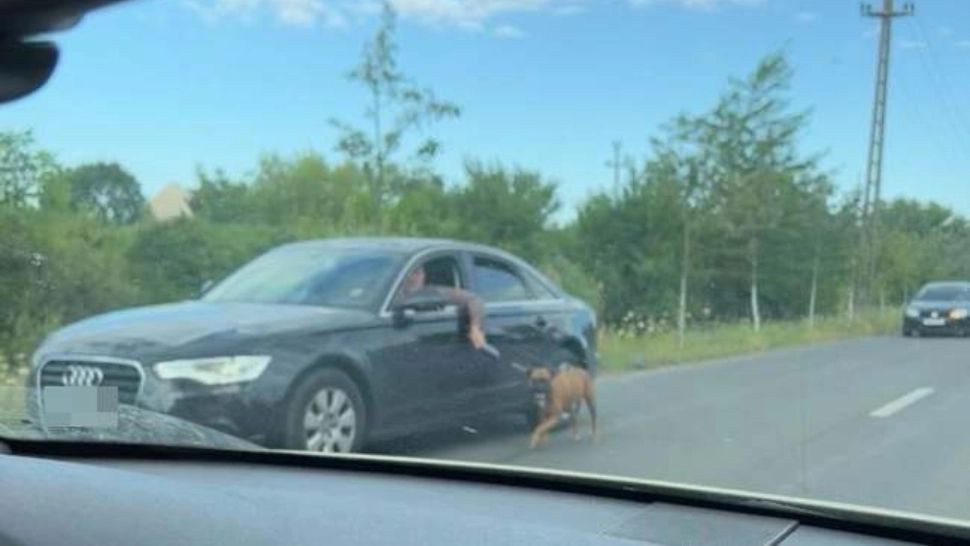Șofer din Timișoara, filmat în timp ce trăgea un câine în lesă, pe lângă mașină