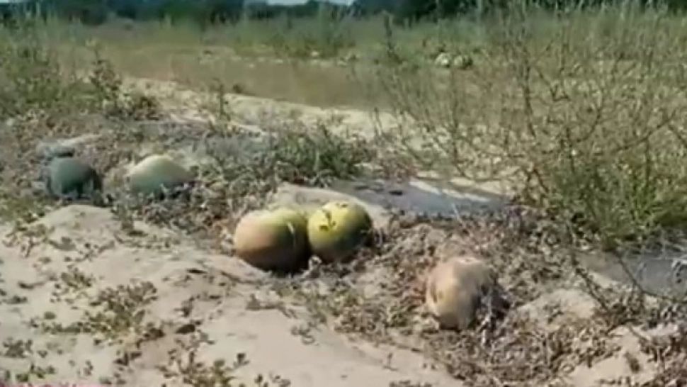 Seceta extremă a distrus sute de hectare de pepeni 