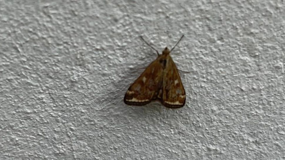 Invazie de insecte în București. Moliile au pus stăpânire pe cartiere întregi