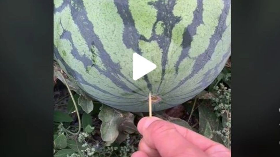 VIDEO – A înfipt o scobitoare ascuțită în coajă unui pepene roșu și a surprins pe toată lumea: “Nu știam acest hack”