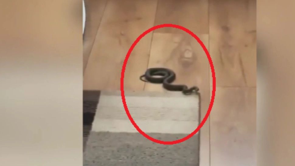 "Musafir" neașteptat, adus în casă de o pisică: proprietarul a fost ÎNGROZIT 