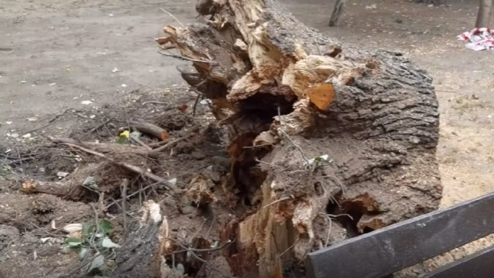 Fiica lui Matteo, la un pas de tragedie. Un copac uriaș s-a PRĂBUȘIT lângă ea, într-un parc din Sectorul 1 