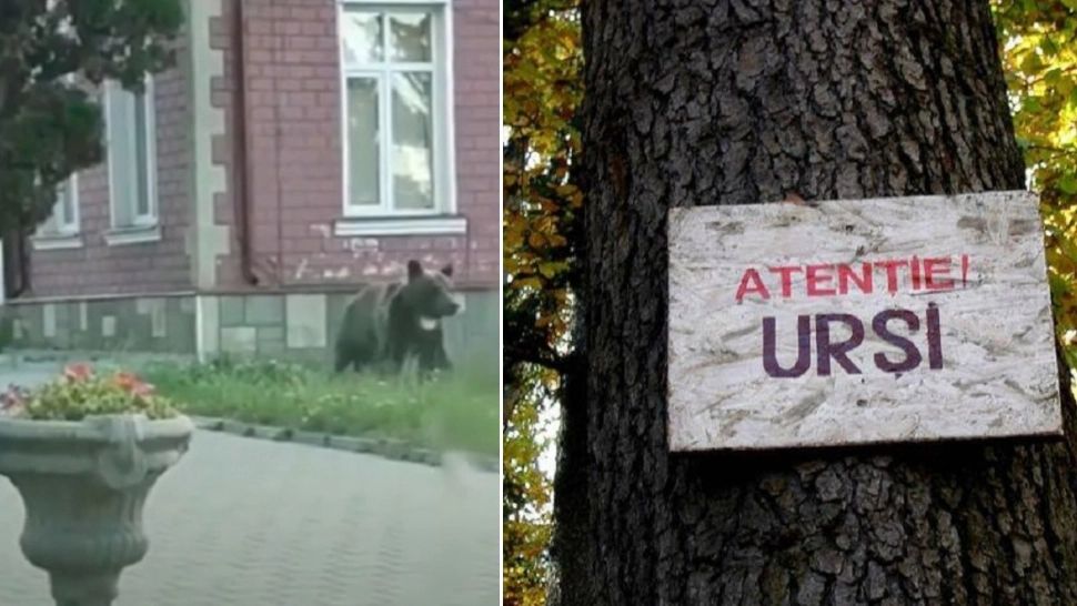 RO Alert de urs în stațiunea Bușteni. Animalul a venit la secția de poliție