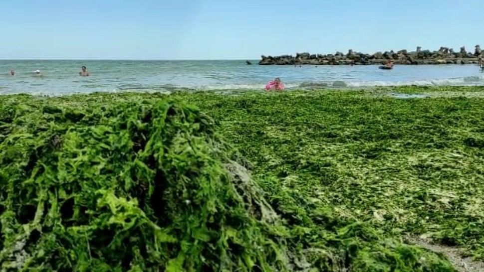 Plaja din stațiunea Saturn, invadată de alge. Turiștii sunt disperați, oficialii ridică din umeri - FOTO