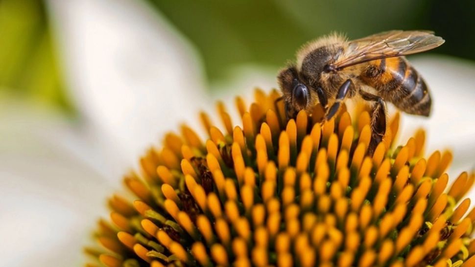 Ce să faci când te înțeapă o albină. 10 lucruri care-ți pot salva viața