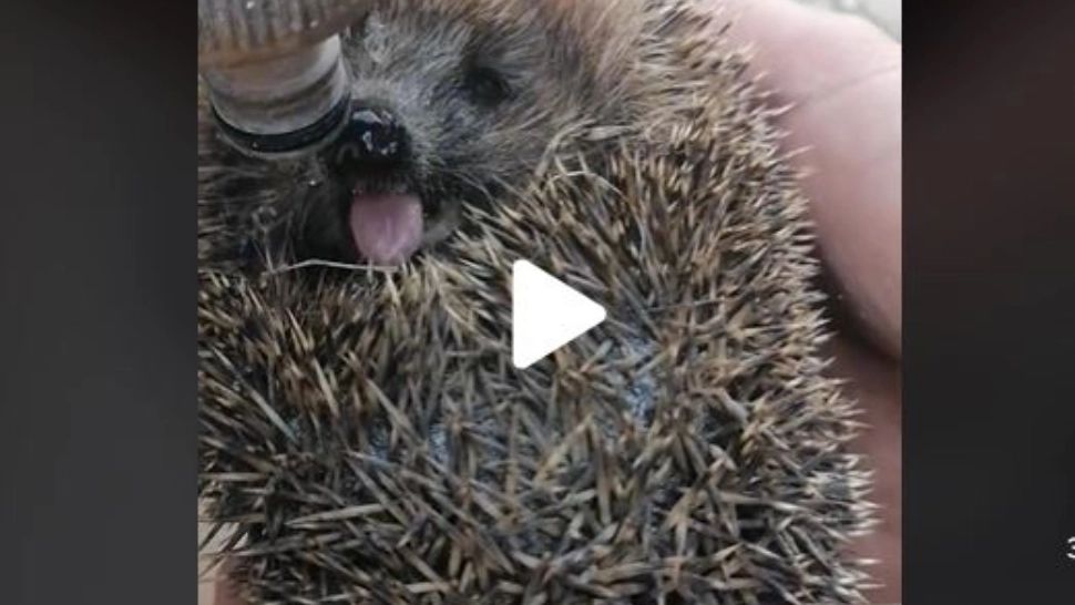 VIDEO – Imagini virale cu un arici care bea apă – Clipul a strâns sute de mii de vizualizari