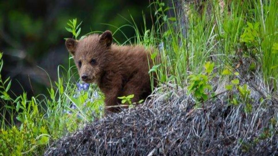 Pui de urs, găsit de turiști, în Retezatul Mic: avea nevoie urgentă de AJUTOR. Poveste emoționantă