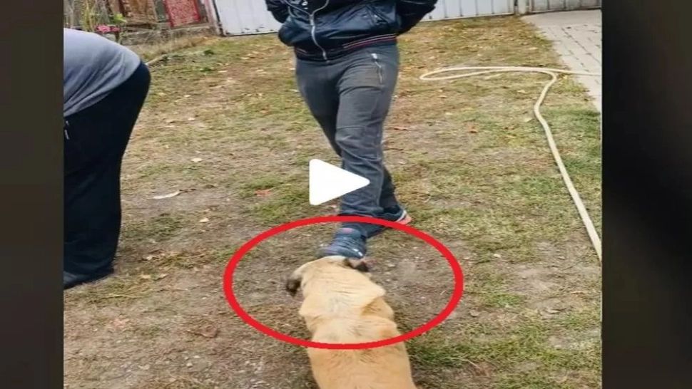 VIDEO – Cățelul Bobiță a devenit viral pe internet după ce s-a enervat rău pe un tânăr care a întins un picior către el – Imaginile care te fac să razi cu lacrimi