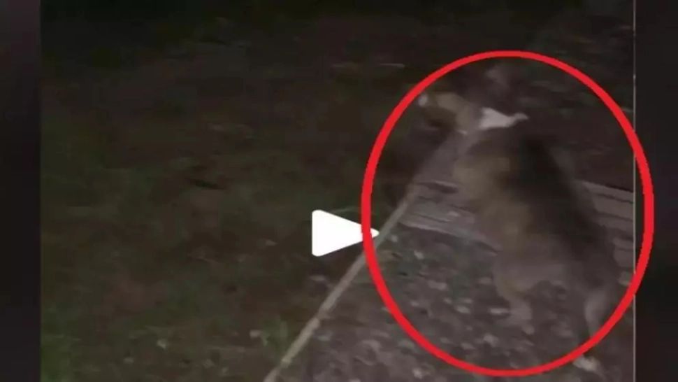 VIDEO – Când câinele nu latră, dar se uită insistent într-un punct fix, este semnalul de pericol maxim – Lecția învățată de un internaut