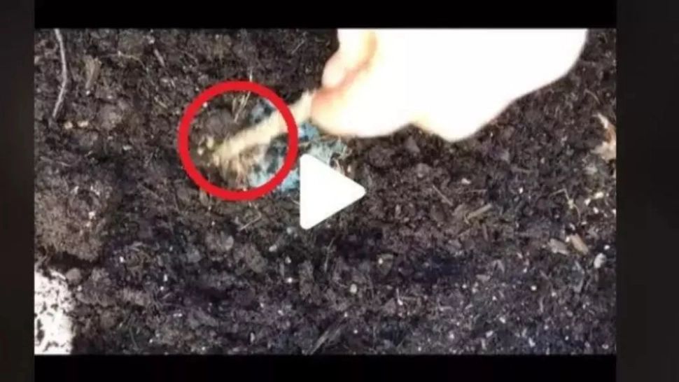 VIDEO – A observat că ceva se mișcă, așa că a dat pământul la o parte cu un bat. Ce a putut să descopere