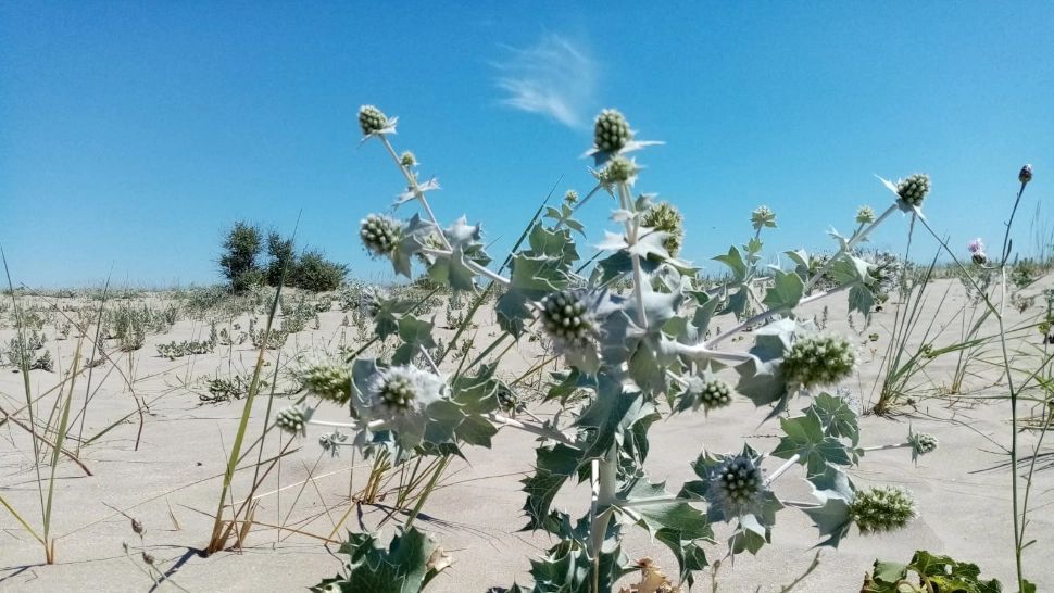 Seceta de anul acesta este abia începutul. Previziuni sumbre pentru agricultura românească