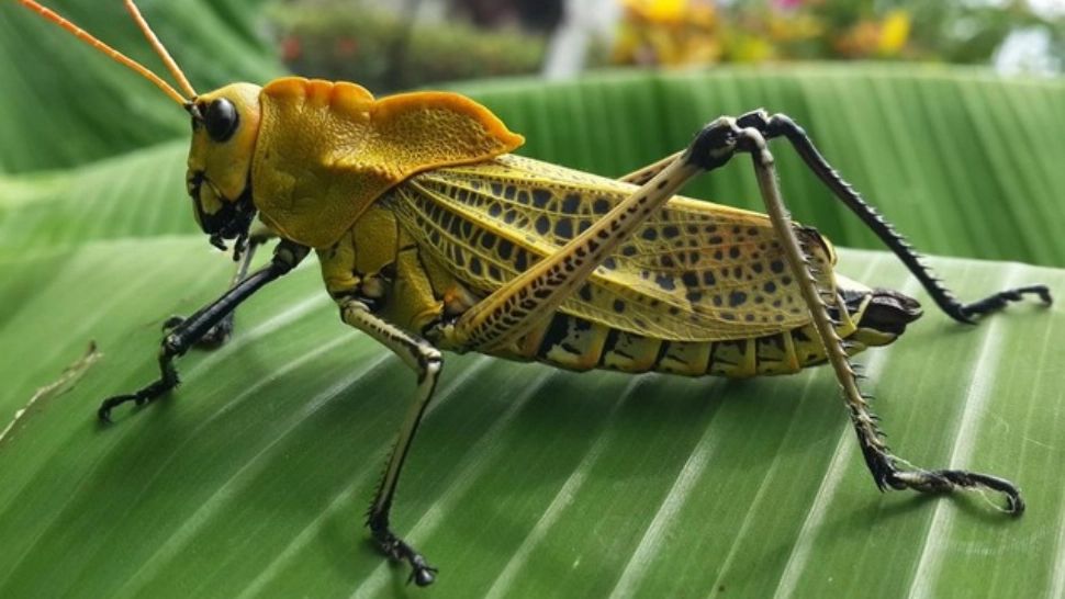 Invazie de lăcuste, în Tulcea. Sute de hectare de culturi au fost distruse - insecte de 10 cm! VIDEO