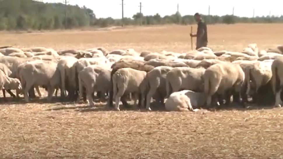 VIDEO - Seceta omoară pe capete animele fermierilor români: "Le ducem direct la crematoriu" - Se cere instituirea stării de calamitate