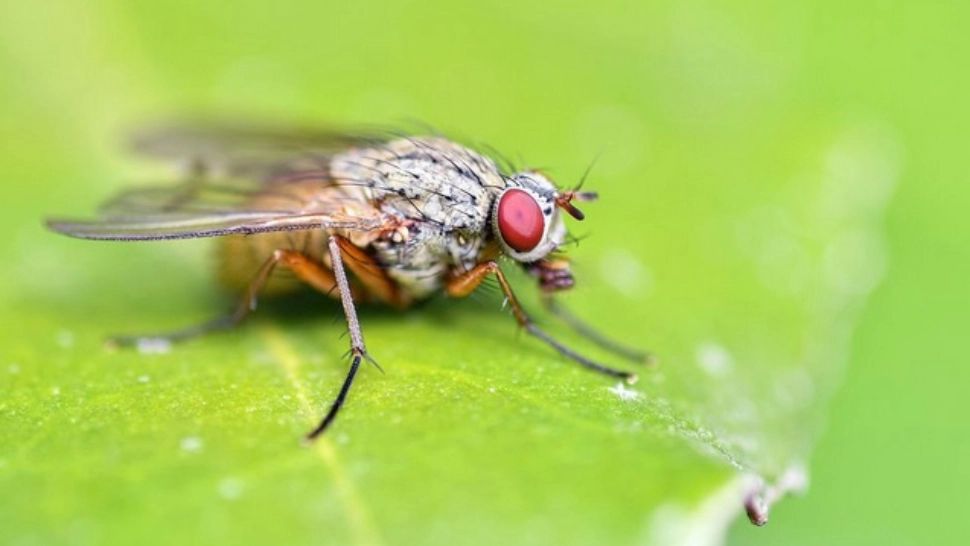 Remedii naturale pentru a ține insectele la distanță. Alungă furnicile, gândacii de bucătărie și țânțarii