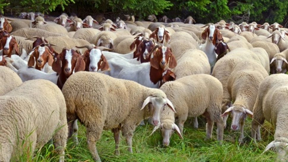 Ciobanii își pun speranța în export pentru a vinde oile. „Una e sa vindem 300 de miei odata si alta e sa vindem ca aici cu kilogramul”