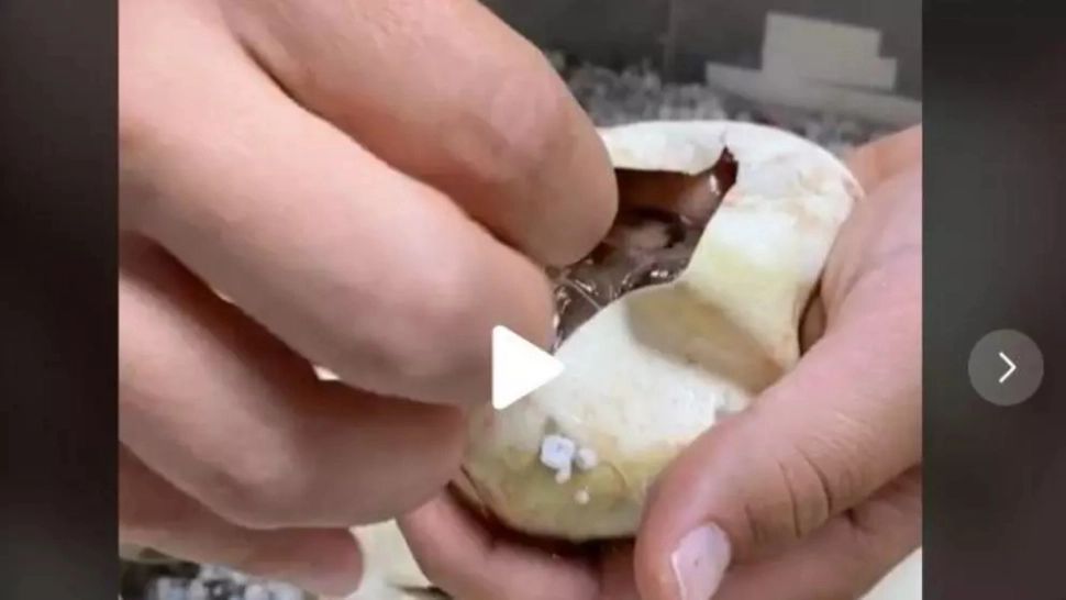 VIDEO – Părea un simplu ou, însă când i-a spart coajă a ieșit din el ceva extrem de periculos