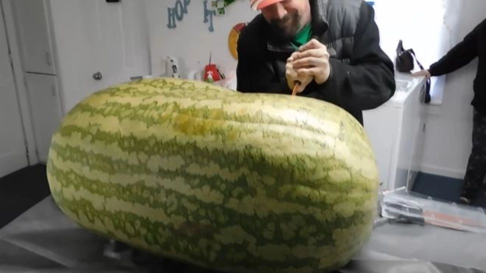 VIDEO – Ce au găsit în interiorul unui pepene de 130 de kilograme – Au filmat momentul spectaculos