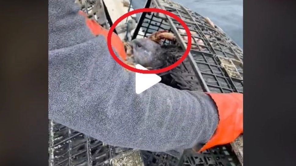 VIDEO – Pescarii au scos capcana din apă și când au văzut ce prinseseră s-au speriat – Pericol de moarte