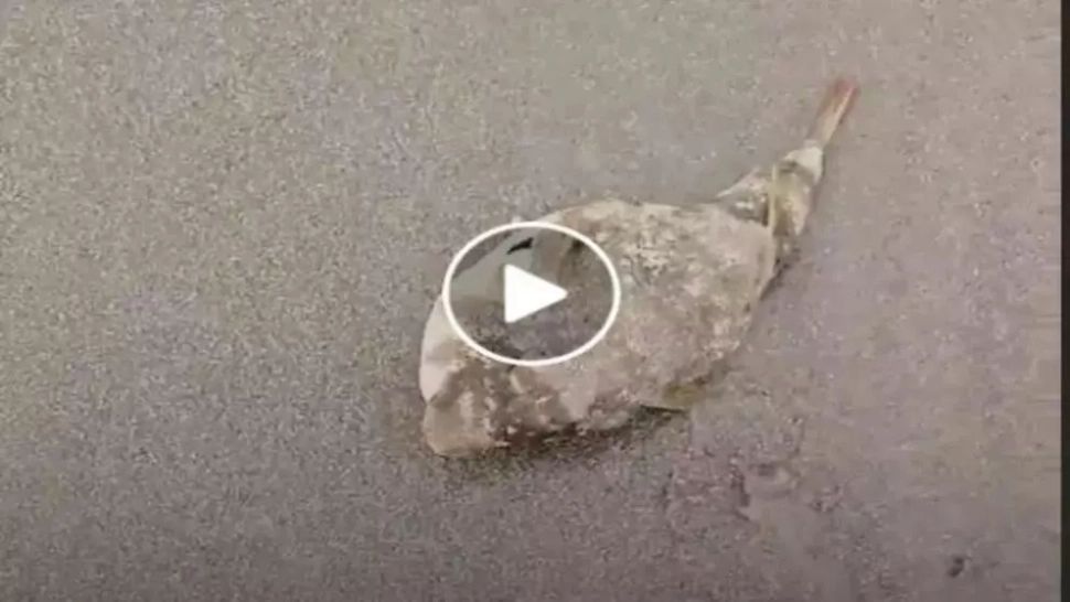 VIDEO – Mergea pe plajă și a găsit un pește ciudat – A pus mâna pe el și a vrut să-l arunce înapoi în mare însă nu știa că își riscă propria viață