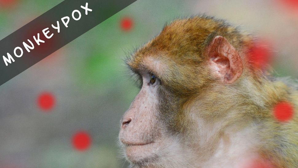 Vaccinul pentru VARIOLA MAIMUȚEI ajunge în farmacii. Tratamentul, avizat de Comisia Europeană -VEZI PROSPECTUL