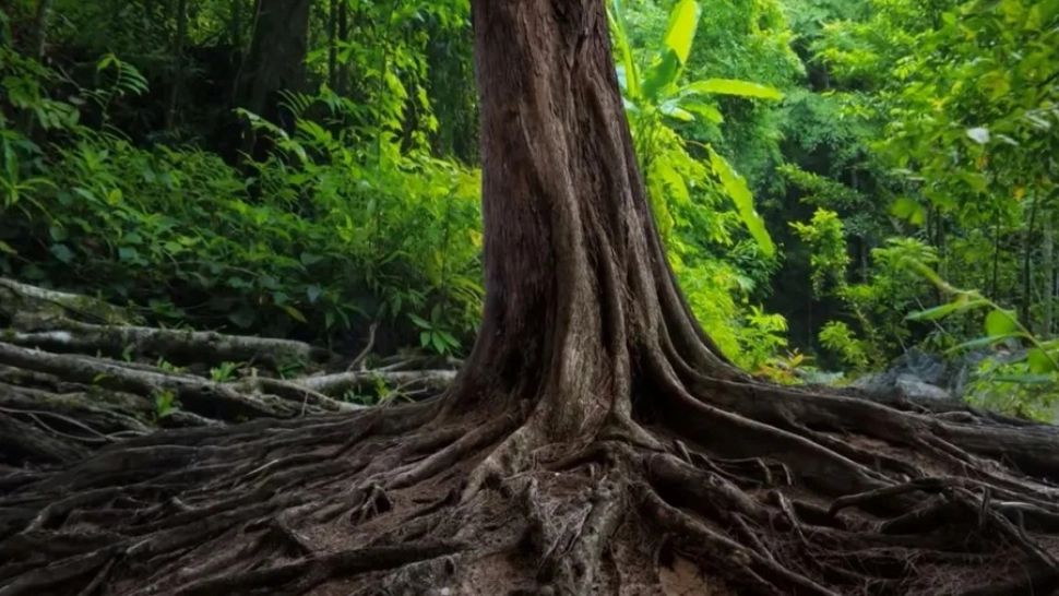 Doar 1% din cei care văd această POZĂ găsesc ȘARPELE ascuns. Ești un GENIU dacă îl identifici! 