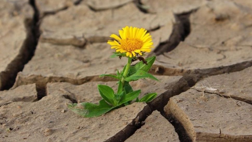 Efectele secetei, devastatoare în România. Aproape 430.000 de hectare din 34 de județe sunt afectate