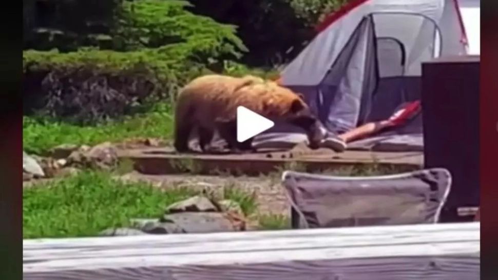 VIDEO – Un urs s-a apropiat de cort și a început să adulmece piciorul unui turist – Reacția uluitoare
