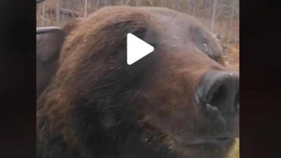 VIDEO – Gestul controversat pe l-a făcut un șofer de camion când s-a trezit cu un urs la ușă – Imaginile au devenit virale