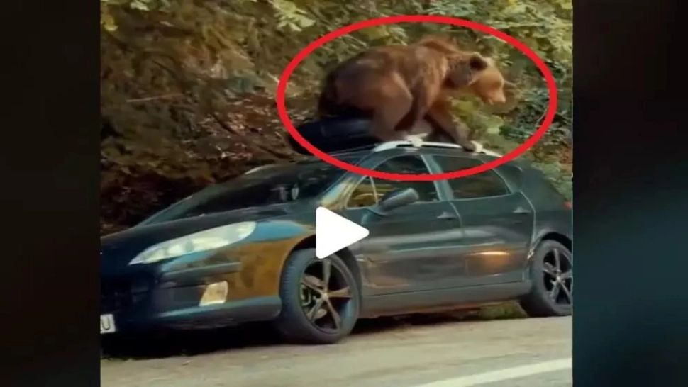 VIDEO – Se întâmplă chiar în România – Un urs devastează o mașină aflată la marginea pădurii