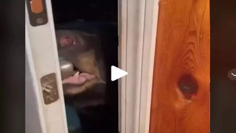 VIDEO – A auzit zgomot la ușa așa că a început să filmeze totul – Imaginile au devenit virale – Ce s-a întâmplat defapt