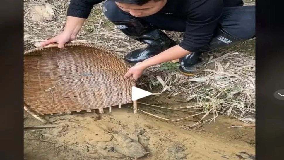 VIDEO – A văzut ceva ciudat pe fundul unui pârâu mic de munte. Fabulos ce a putut să scoată cu ajutorul unui simplu coș de nuiele