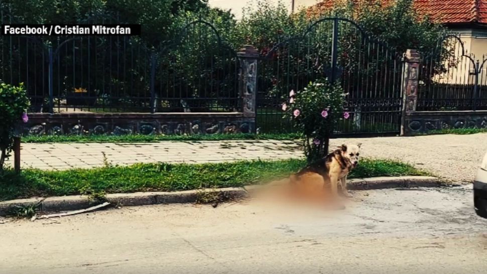 Scenă IMPRESIONANTĂ: un câine își veghează prietenul de joacă, lovit de o mașină - FOTO