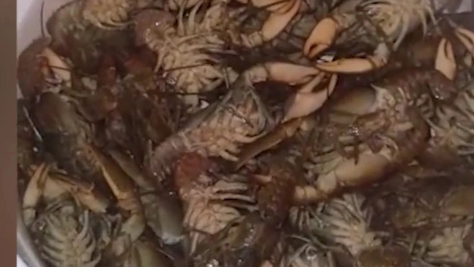 Dosar penal pentru 4 tineri care au pescuit raci protejați