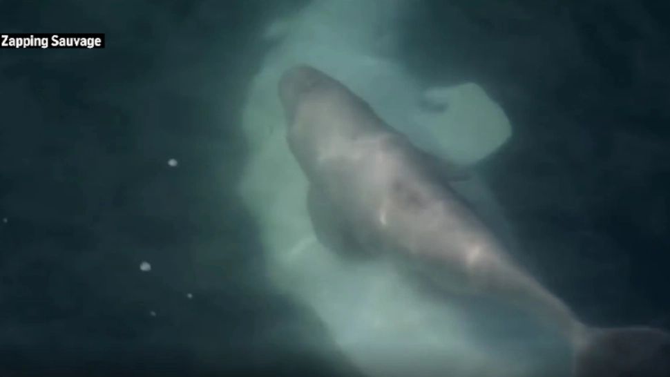 Francezii încearcă să SALVEZE balena rătăcită în Sena. Principalul motiv de ÎNGRIJORARE