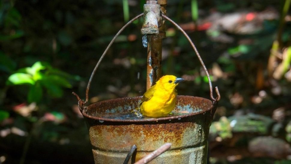 Avertismentul autorităților: Stocați apa de ploaie! 