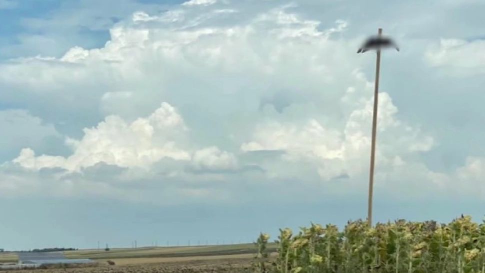 Ciori crucificate pe post de sperietori, metoda inedită găsită de un fermier pentru a-și proteja plantațiile