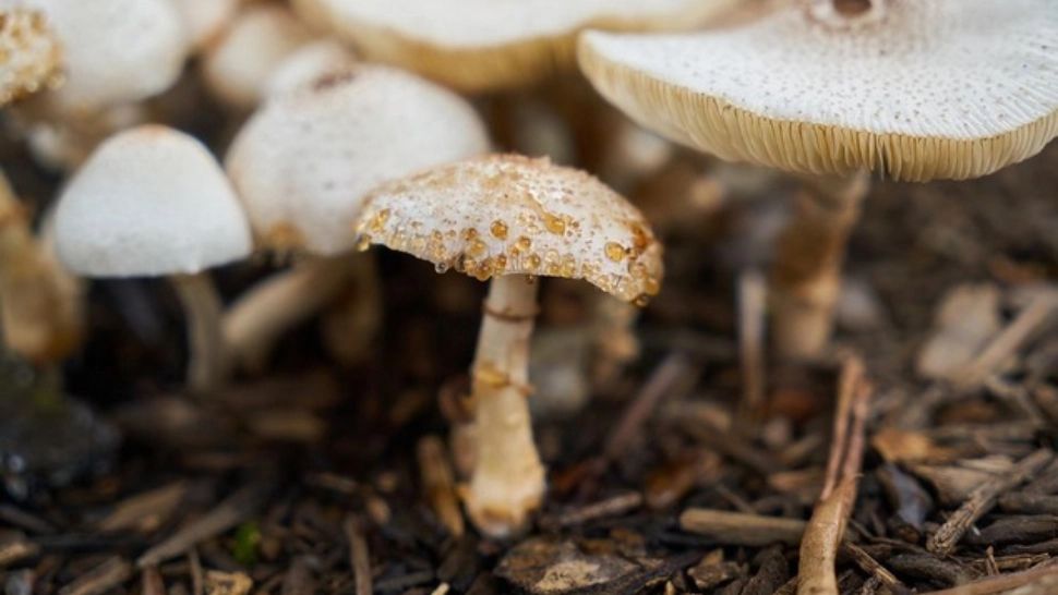 Bărbat de 64 de ani, salvat de salvamontiști după ce căzut într-o râpă. Bărbatul plecase la cules de ciuperci