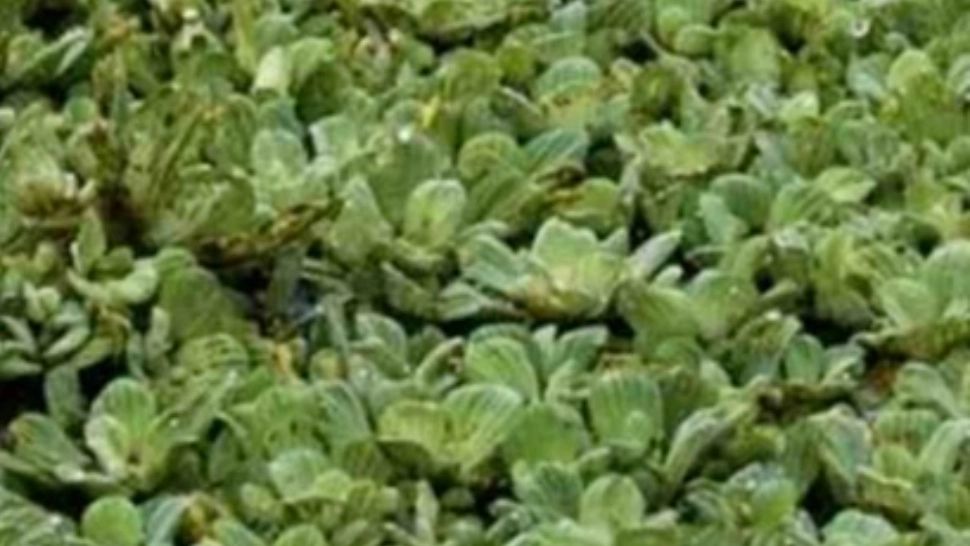 Testul pe care numai oamenii cu inteligență superioară în trec: descoperă crocodilul în mai puțin de 5 secunde - FOTO