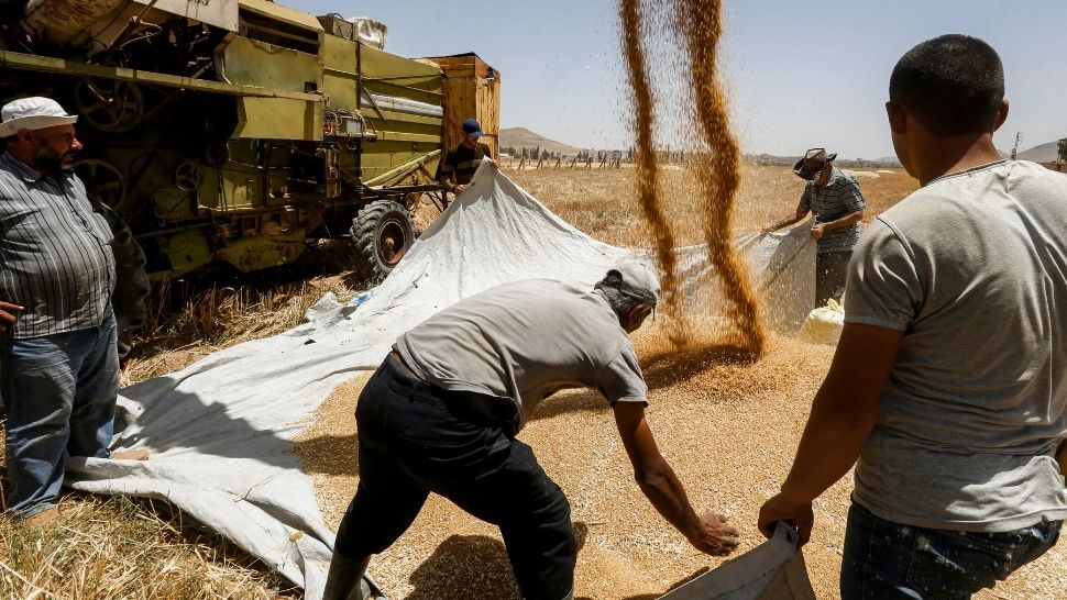 Criza cerealelor. Când vor ajunge pe piețele internaționale primele transporturi de grâu din Ucraina