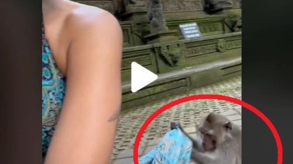 VIDEO – O maimuță tupeistă a venit și i-a făcut asta unei turiste – Cum s-a terminat totul