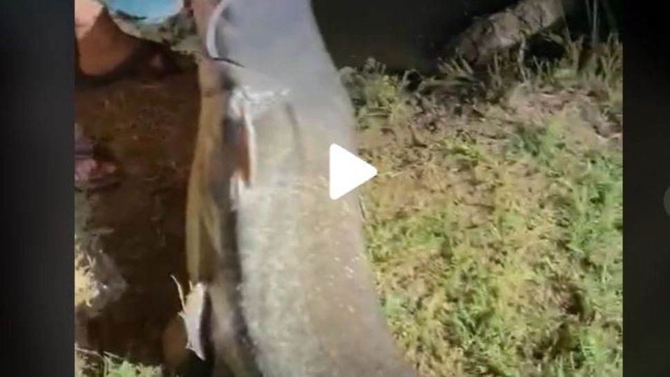 VIDEO – Monstrul găsit de un pescar român – Ce a făcut cu el i-a impresionat pe internauți: “Dacă nu filmai nu te credeam”