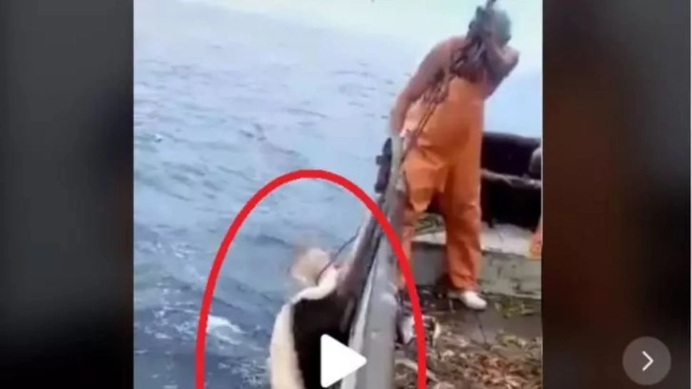 VIDEO – Pescarii când au văzut ce-au scos din mare, au aruncat-o repede înapoi de frică