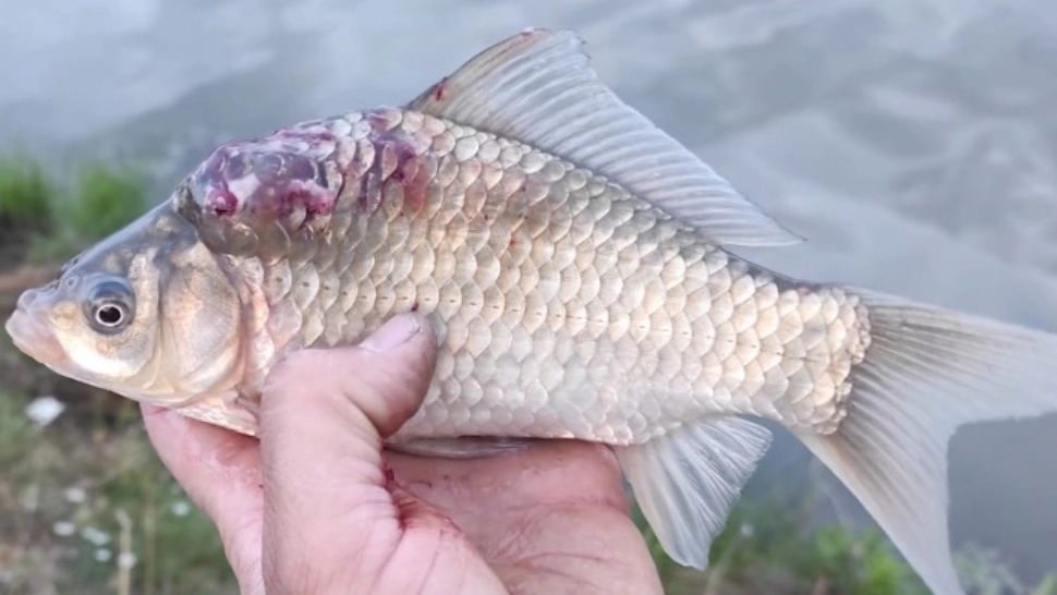 Un bărbat din Slatina a murit după ce a mâncat pește gătit acasă. Ce diagnostic i-au pus la spital