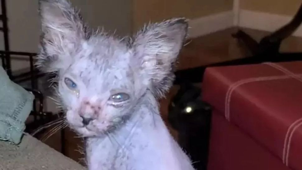 VIDEO – Credeau că e un pui de pisică bolnav. Când a crescut însă și-au dat seama că era cu totul altceva – Înspăimântător